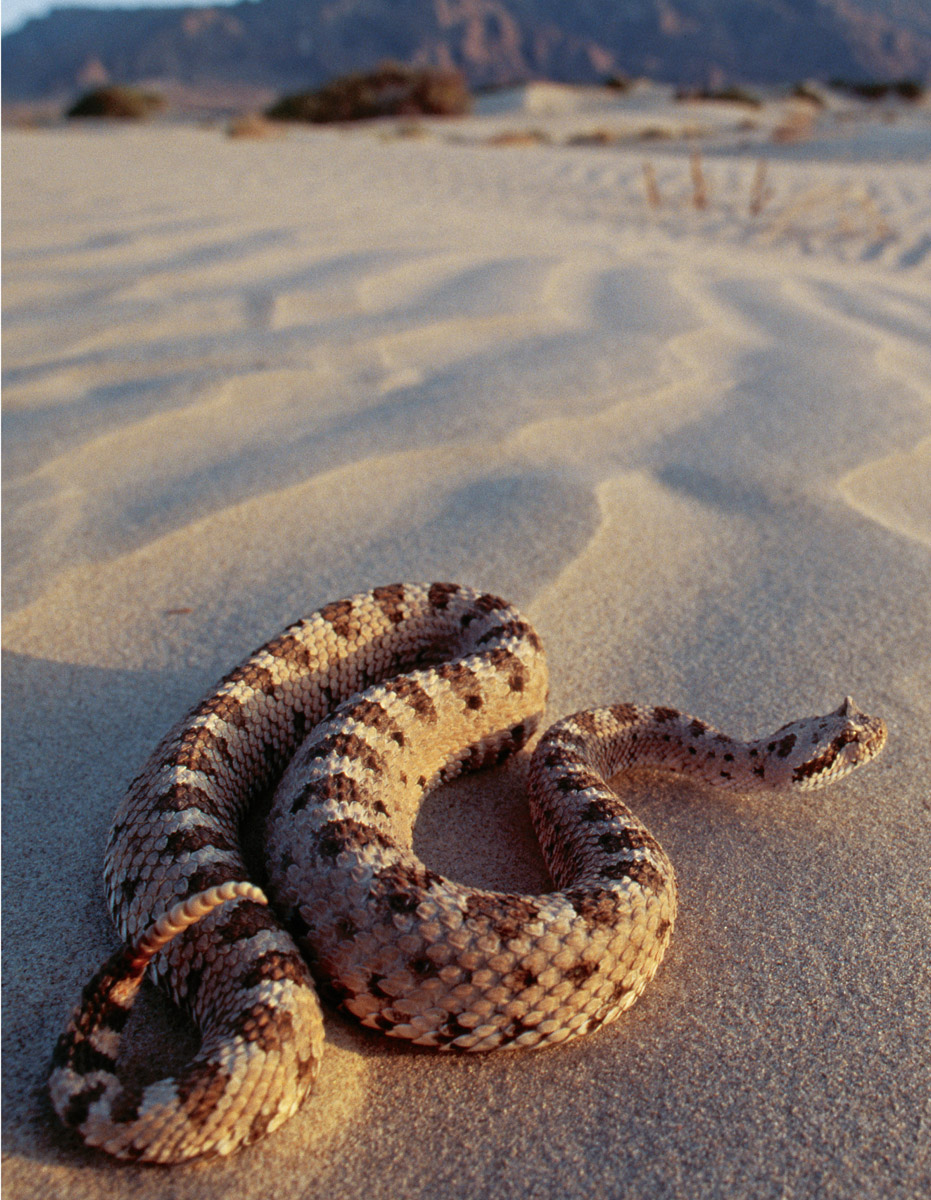 A Sidewinder Crotalus cerastes searches for prey INTRODUCTION Deep in - photo 6