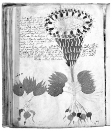 A plant illustration from the Voynich manuscript BEINECKE RARE BOOK AND - photo 4