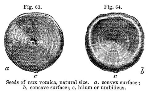 5 The nux vomica bean as illustrated in Taylors Principles and Practice of - photo 7