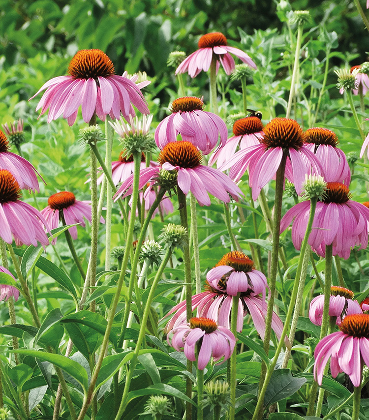 THE MIDWEST Native Plant Primer 225 Plants for an Earth-Friendly Garden - photo 2