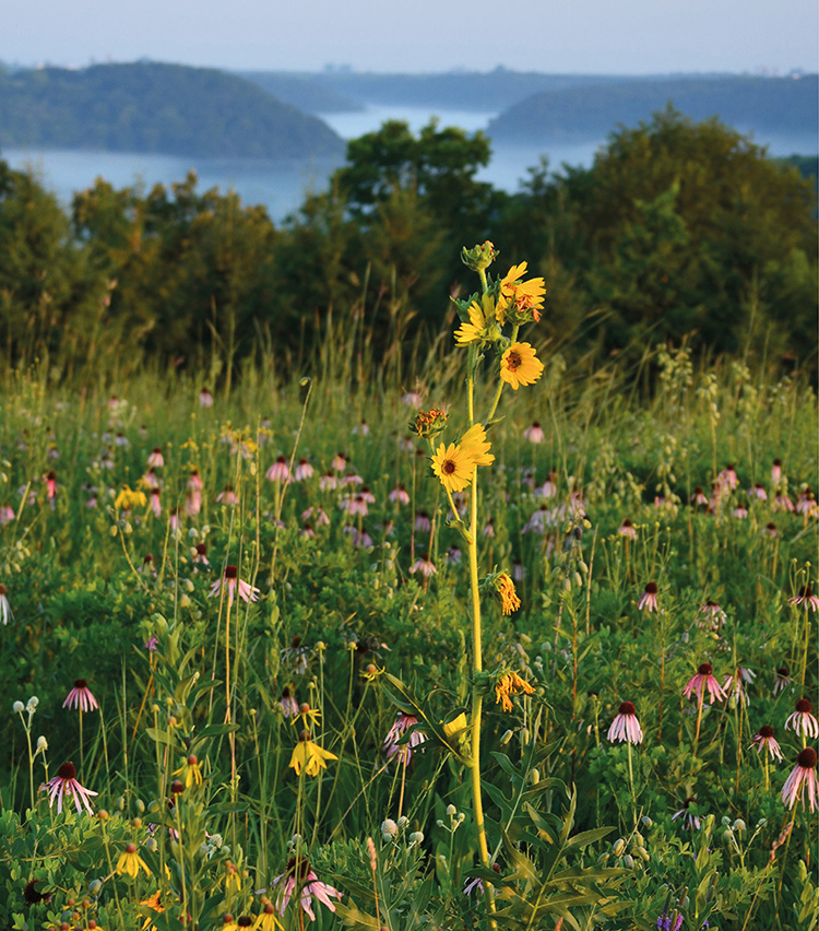 Brilliant summer blooms of the prairie including compass plant pale purple - photo 4