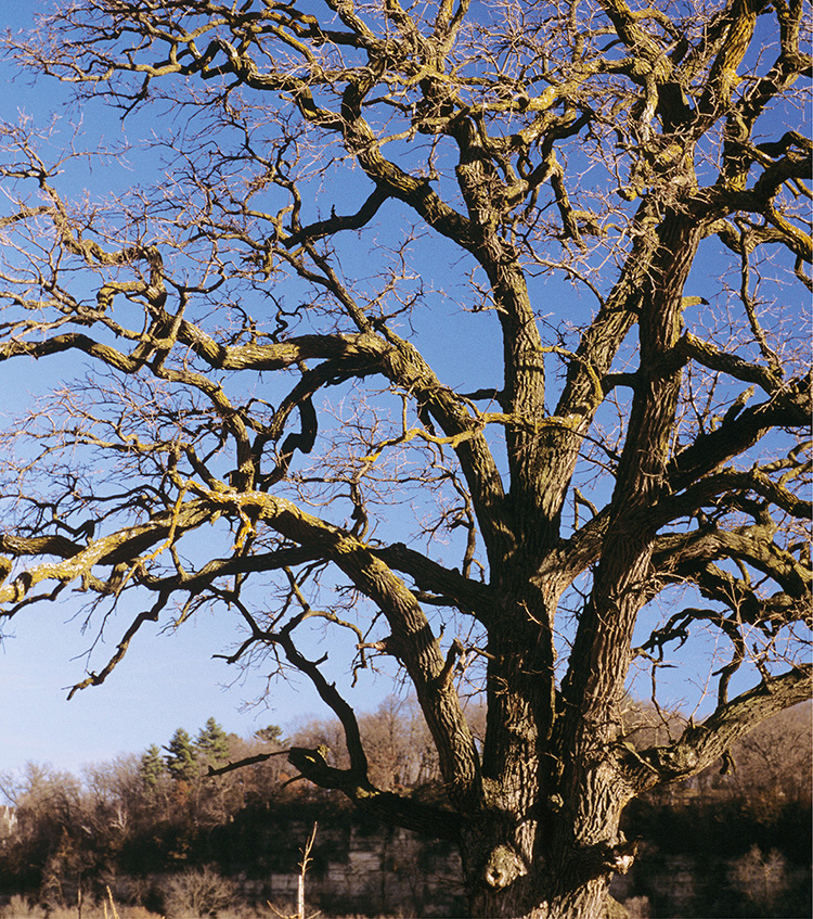 Bur oak is a widespread and iconic midwestern tree The beauty of native - photo 6