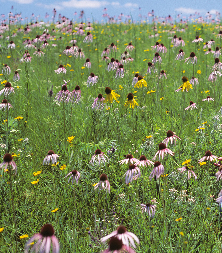 The beauty of native wildflowers on the Paint Brush Prairie Pettis County - photo 7