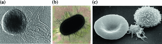 Fig 11 Examples of cells from the three kingdoms of life a An - photo 1