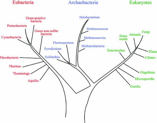 Fig 12 Phylogenetic tree with the three kingdoms of life eubacteria - photo 5