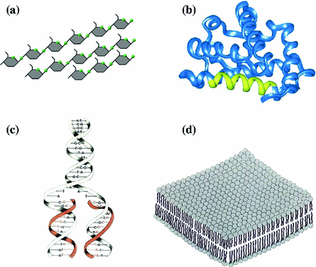 Fig 14 Examples representing the four classes of larger macromolecular - photo 7