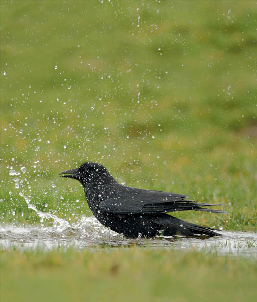 INTRODUCTION Each winter throngs of crows gather at the shopping plaza near - photo 11