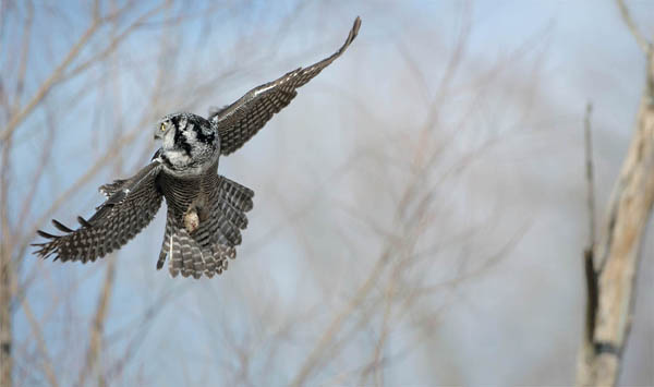 The Exultant Ark A Pictorial Tour of Animal Pleasure JONATHAN BALCOMBE - photo 1