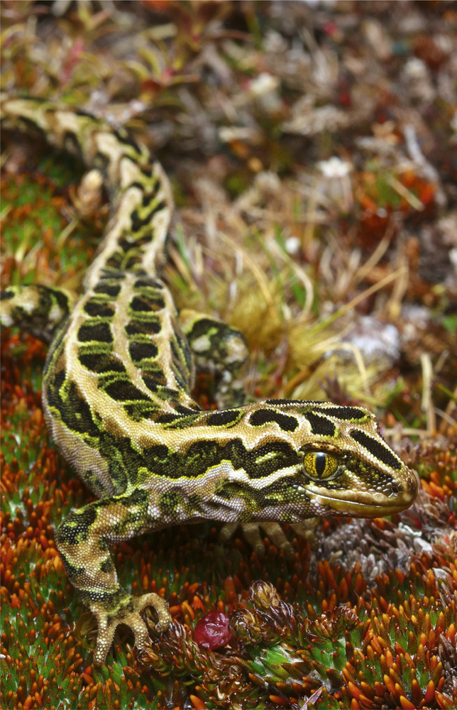 Harlequin gecko Tukutuku rakiurae REPTILES AND AMPHIBIANS OF NEW ZEALAND A - photo 2