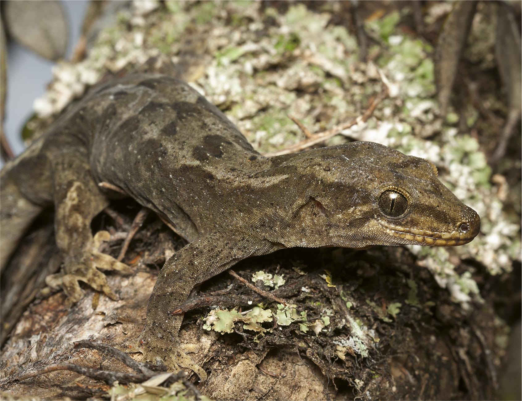 Three Kings gecko Dactylocnemis Three Kings Whirinaki skink Oligosoma - photo 6