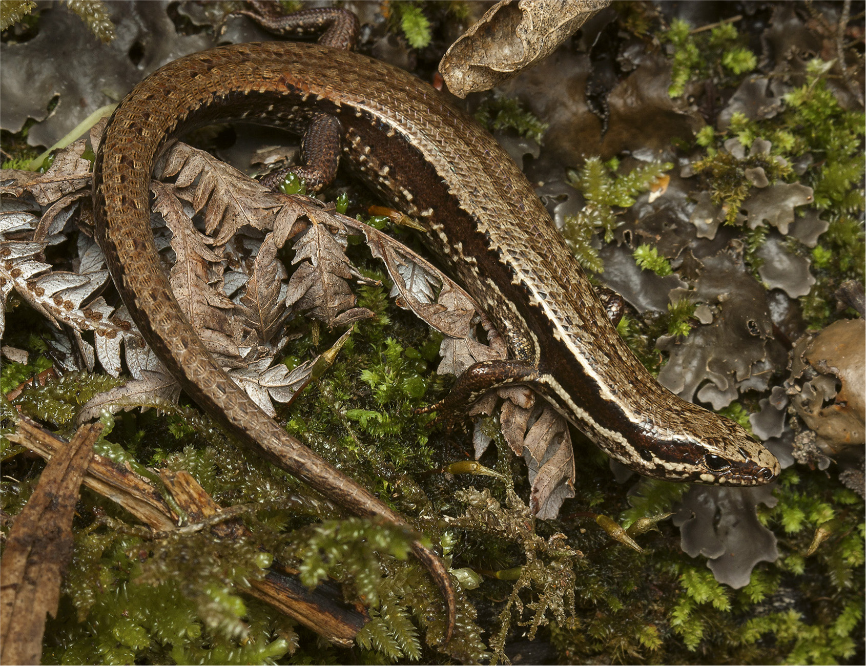 Whirinaki skink Oligosoma Whirinaki Acknowledgements We would like to - photo 7