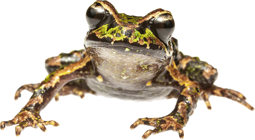 Reptiles and amphibians of New Zealand a field guide - image 3