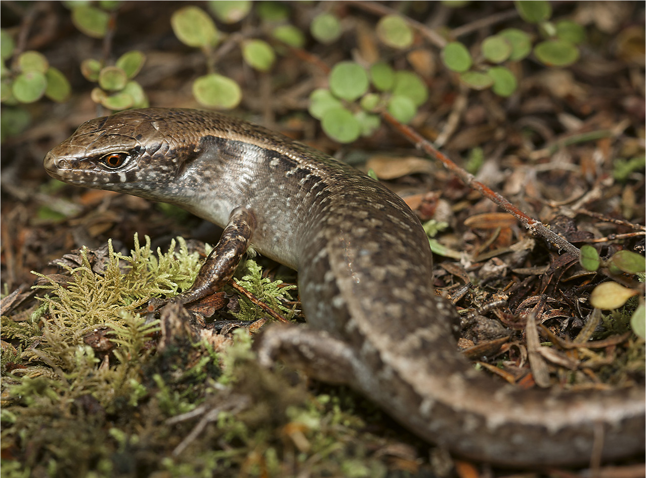 Ornate skink Oligosoma ornatum Three Kings Islands Introduction New Zealand - photo 8