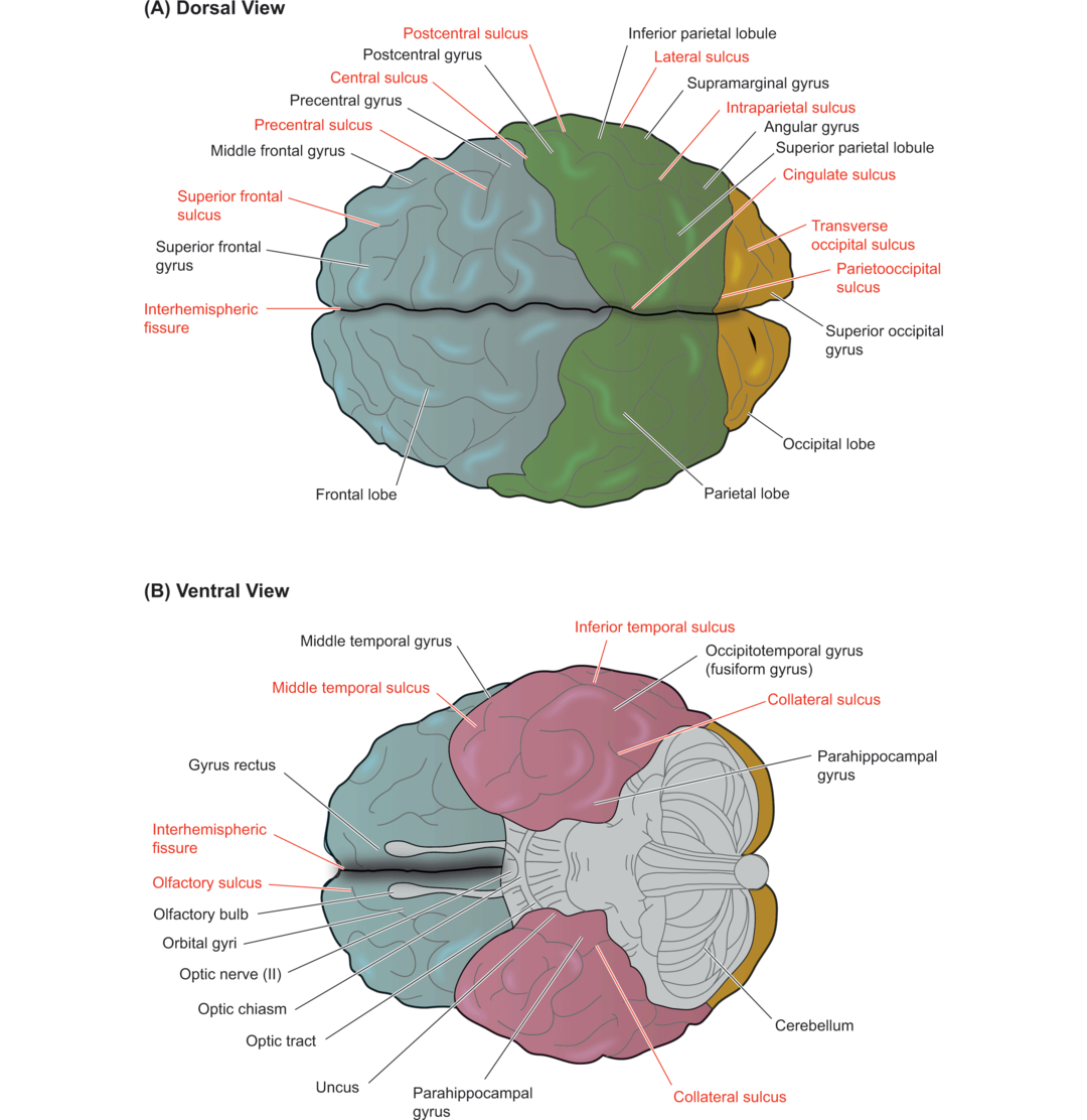 Cognitive Neuroscience Updated fully this accessible and comprehensive text - photo 2