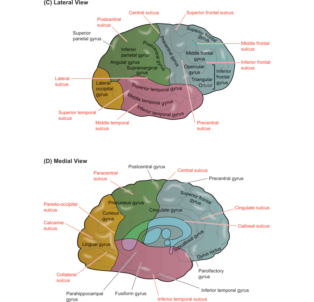 Cognitive Neuroscience Updated fully this accessible and comprehensive text - photo 3