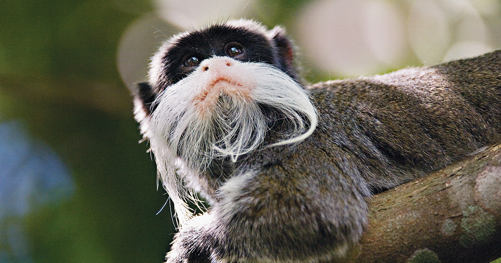 Emperor tamarin CARRIE VONDERHAAROCEAN FUTURES SOCIETY A GETTY IMAGES - photo 7