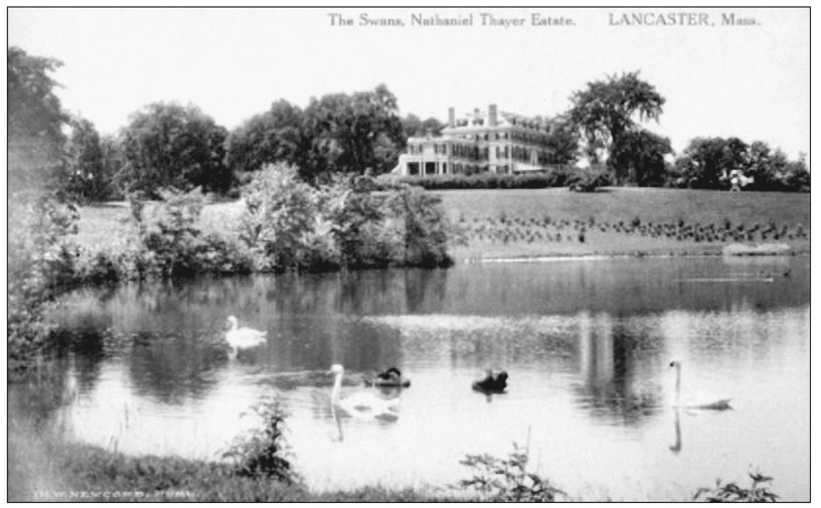 Swans are swimming in a pond on this postcard of the Thayer estate in - photo 4