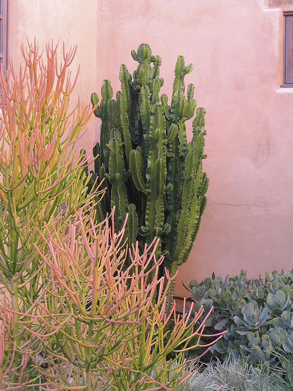 The focal point succulent a euphorbia is a living sculpture suggestive of a - photo 7