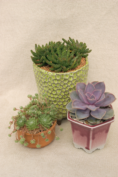 Succulent Container Gardens Design Eye-Catching Displays with 350 Easy-Care - photo 2