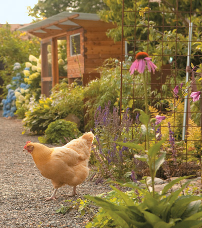 FREE-RANGE chicken gardens How to Create a Beautiful Chicken-Friendly Yard - photo 1