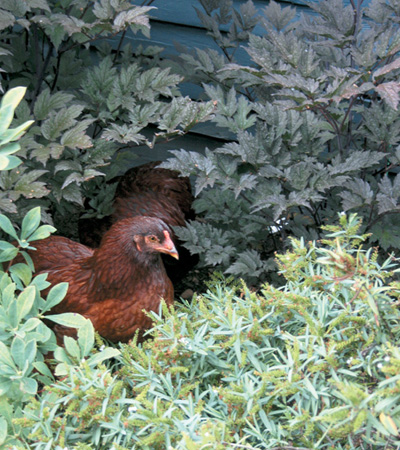 table of contents 1 chickens and gardensworking together 2 chickens in your - photo 4