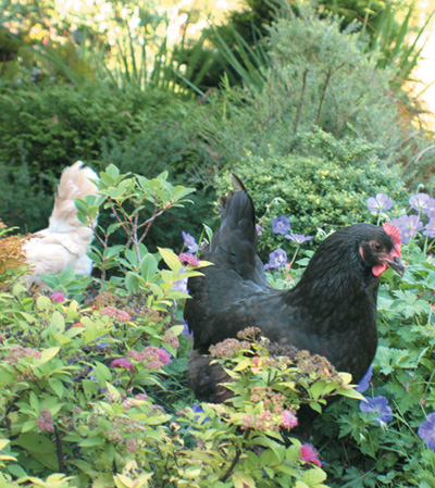 Free-range chicken gardens how to create a beautiful chicken-friendly yard - image 8