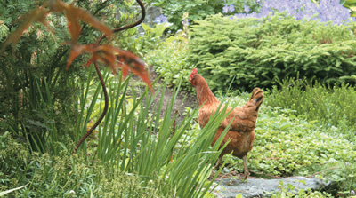 A Rhode Island red hen walks up a garden path I am sitting in the garden - photo 11