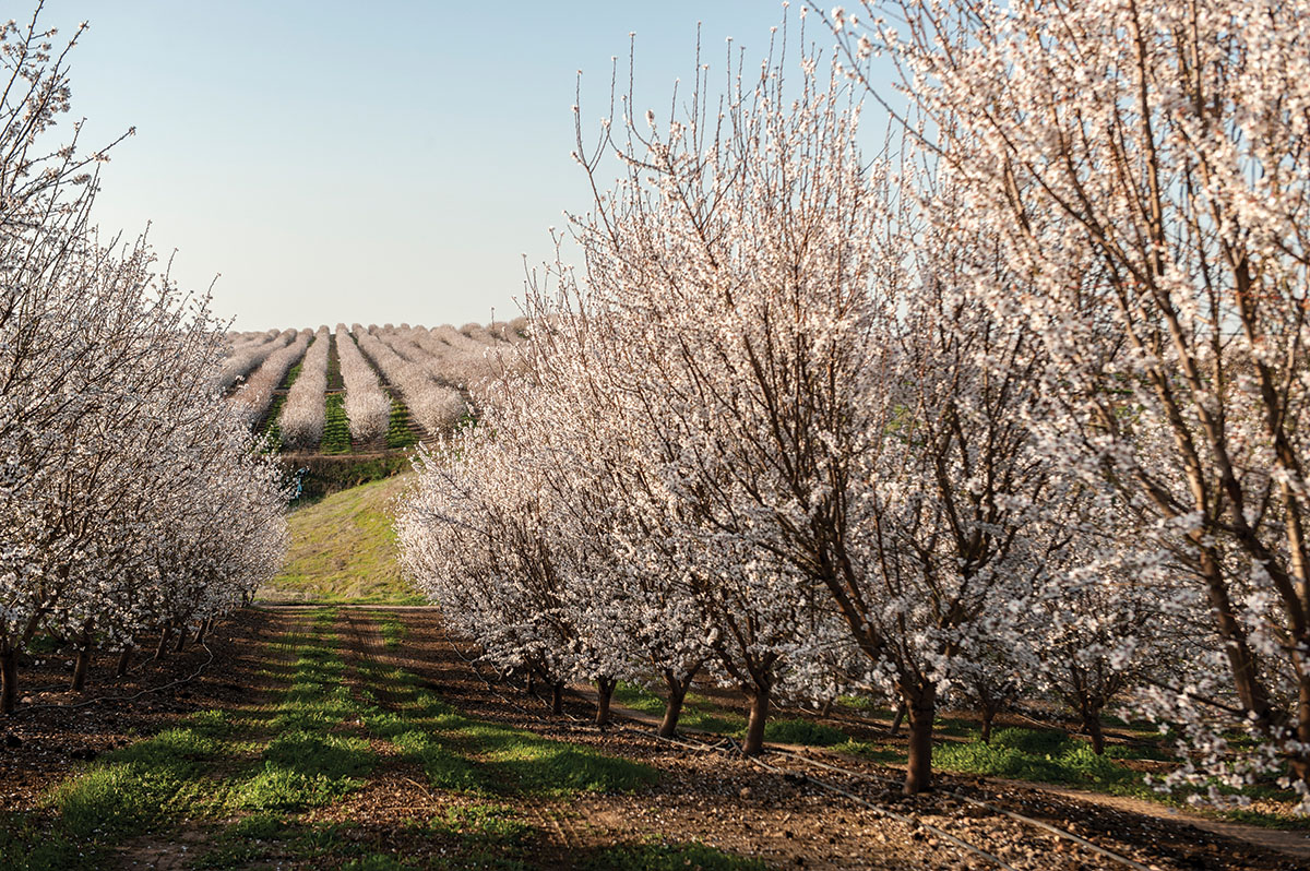 Preface When did I first fall in love with almonds As a child I remember - photo 3