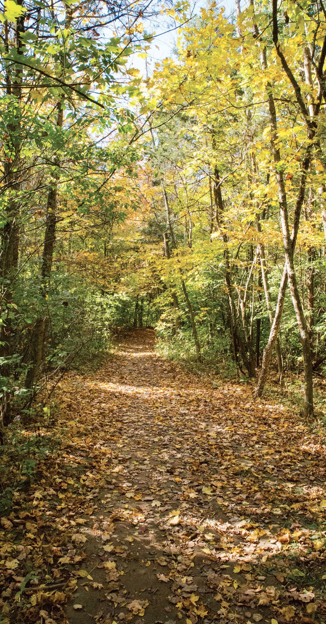 Composting in your backyard replicates what happens naturally on the forest - photo 4