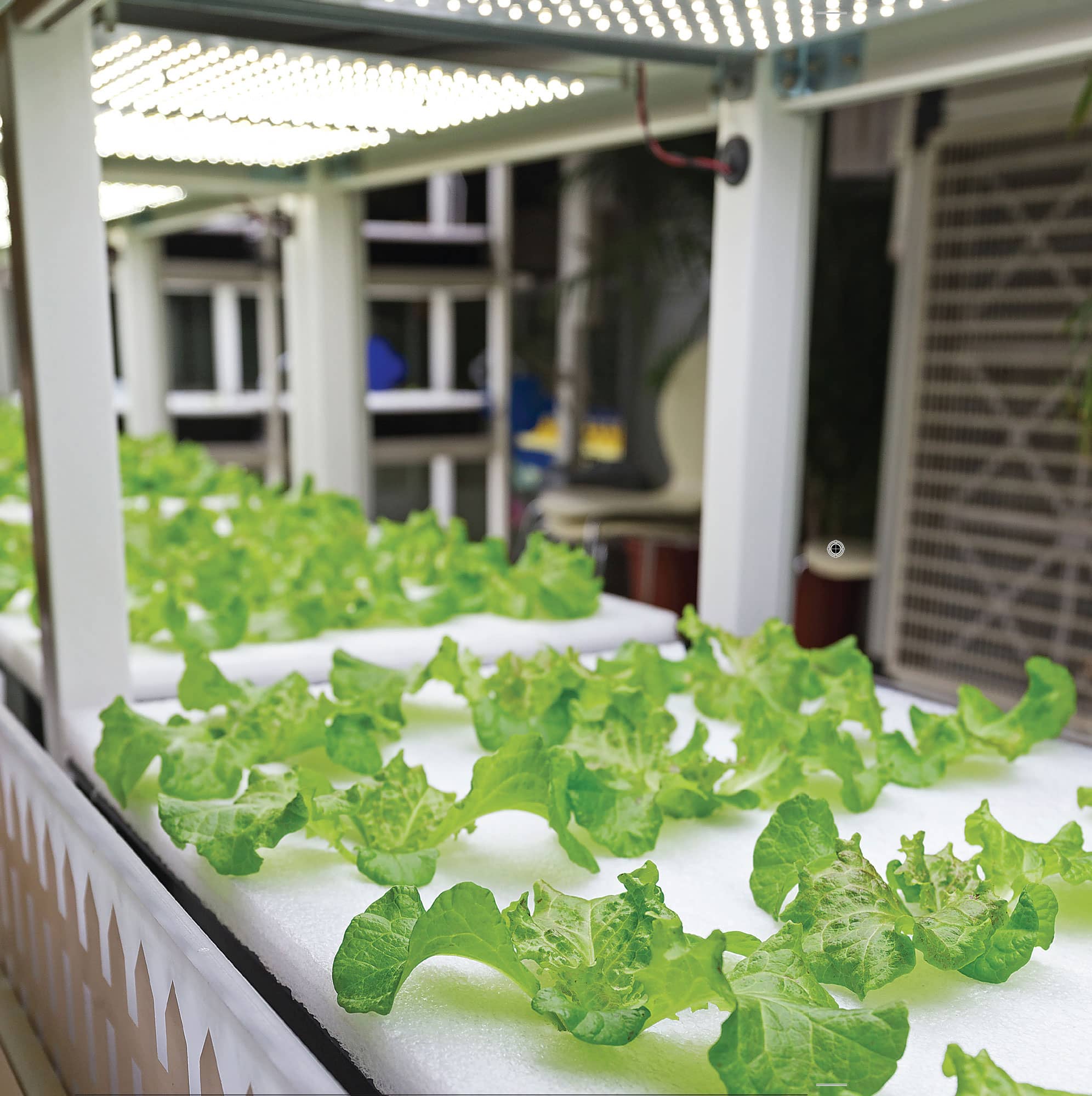 WHAT IS HYDROPONICS Put simply hydroponics is growing plants without soil - photo 4