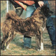 Learn the requirements of a well-bred Akita by studying the description of the - photo 5