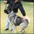 By Charlotte Schwartz Be informed about the importance of training your Akita - photo 8