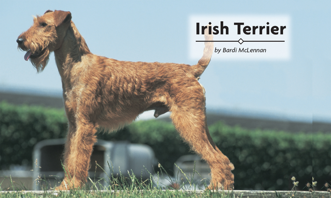 Contents Uncover the mystery of the Irish Terriers origin from the breeds - photo 2