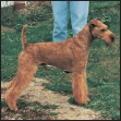 Learn the requirements of a well-bred Irish Terrier by studying the description - photo 5