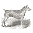 Uncover the mystery of the Irish Terriers origin from the breeds generic and - photo 3