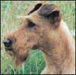 Consider the care of your senior Irish Terrier including the proper diet for a - photo 10