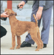 Enter the world of showing dogs Learn about the American Kennel Club the - photo 11