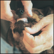 Discover how to select a qualified vet and care for your dog at all stages of - photo 9