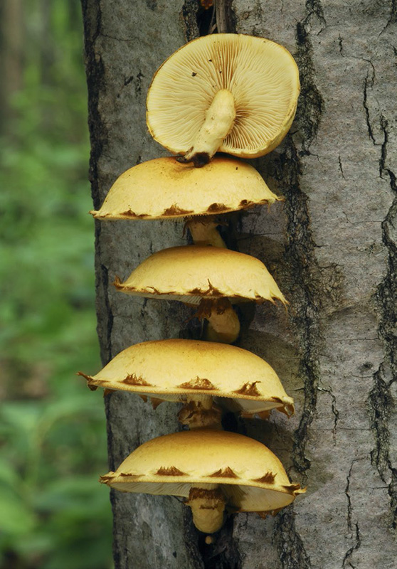 Pholiota multifolia Tricholomopsis rutilans MUSHROOMS of the - photo 1