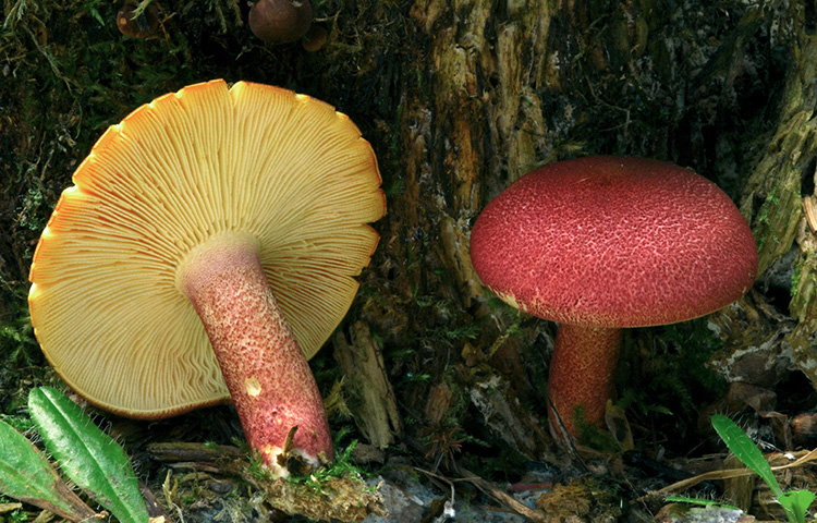 Tricholomopsis rutilans MUSHROOMS of the NORTHEASTERN UNITED STATES and - photo 2