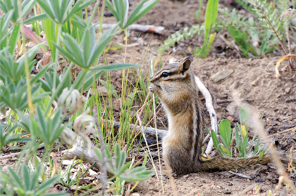 A yellow-pine chipmunk in the eastern Cascades LAND MANAGERS The Alpine - photo 12