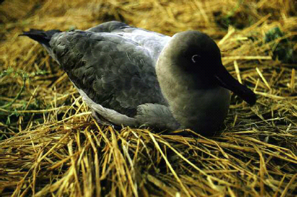 Light-mantled albatross recuperating after having been blown ashore The first - photo 5