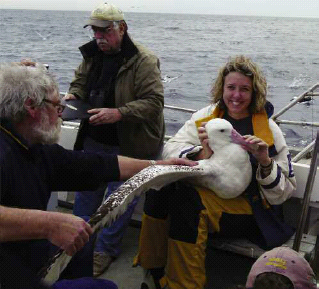 SOSSA members measuring and banding a wandering albatross off Wollongong - photo 6