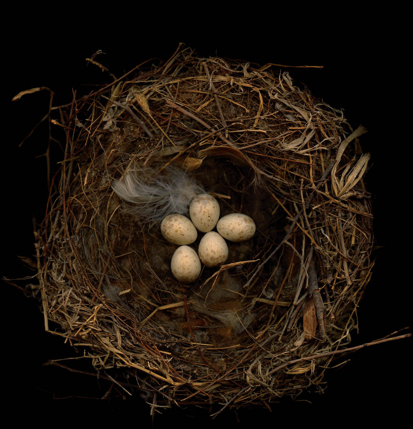 FIFTY NESTS AND THE BIRDS THAT BUILT THEM BY SHARON BEALS Introduction by - photo 1