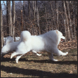 Learn the requirements of a well-bred Samoyed by studying the description of - photo 5