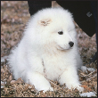 Find out about how to locate a well-bred Samoyed puppy Discover which - photo 6