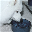 Cover the specifics of taking care of your Samoyed every day feeding for the - photo 7