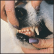 By Lowell Ackerman DVM DACVD Become your dogs healthcare advocate and a - photo 9