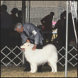 Step into the center ring and find out about the world of showing pure-bred - photo 10