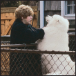 Analyze the canine mind to understand what makes your Samoyed tick Among the - photo 11